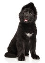 German Shepherd puppy sits on a white background Royalty Free Stock Photo