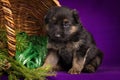 German shepherd puppy sitting in a basket with fir branches. Purple background.