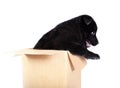 German Shepherd puppy sitting in a box and looking out Royalty Free Stock Photo