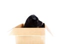 German Shepherd puppy sitting in a box Royalty Free Stock Photo