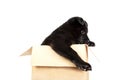 German Shepherd puppy sitting in a box and looking out Royalty Free Stock Photo