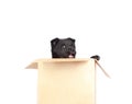 German Shepherd puppy sitting in a box and looking out Royalty Free Stock Photo