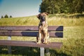 German shepherd puppy is sitting on brench Royalty Free Stock Photo