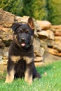 German Shepherd Puppy Sitting in Grass in Front of Rock Wall