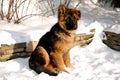 German Shepherd puppy on the snow Royalty Free Stock Photo
