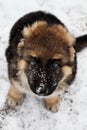 German Shepherd Puppy in the Snow Royalty Free Stock Photo
