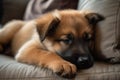 German Shepherd puppy on a sofa. Selective focus. Shallow depth of field AI Generated Royalty Free Stock Photo