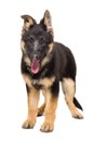 German shepherd puppy Royalty Free Stock Photo