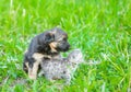 German shepherd puppy with tiny kitten on summer grass Royalty Free Stock Photo