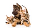 German shepherd puppy and two bengal kittens looking away. isola Royalty Free Stock Photo