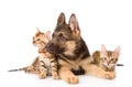German shepherd puppy and two bengal kittens together. isolated on white background Royalty Free Stock Photo