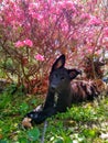 German Shepherd Puppy und Azaleas