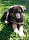 German shepherd puppy waiting very small dog