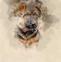 German shepherd puppy