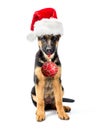 German Shepherd puppy wearing Santa's hat Royalty Free Stock Photo