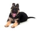 German Shepherd puppy yawning on white Royalty Free Stock Photo