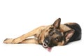 German Shepherd resting