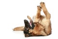 German Shepherd resting