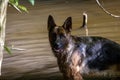 German Shepherd in the river on an autumn day. Selective focus.