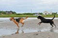 German Shepherd and a Rottweiler playing at the beach