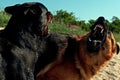 German Shepherd and a Rottweiler playing hard at the beach