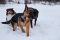 German shepherd rottweiler and shetland sheepdog running in the white snow Royalty Free Stock Photo