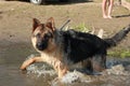 german shepherd running along the sandy shore, training, education and care of a purebred dog. Royalty Free Stock Photo