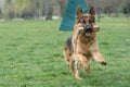 German Shepherd Running Through the Grass