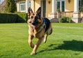 German Shepherd running on the lawn outside a beautiful home. A sunny spring day. Royalty Free Stock Photo