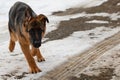 German shepherd running on snowy dirt road Royalty Free Stock Photo