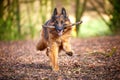 German Shepherd running in woodland