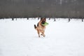 Active games and sports with dog in fresh air. German Shepherd runs quickly through snow-covered clearing and holds green frisbee Royalty Free Stock Photo