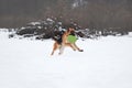 Active games and sports with dog in fresh air. German Shepherd runs quickly through snow-covered clearing and holds green frisbee Royalty Free Stock Photo