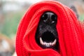 Warming up for winter. German shepherd muzzle is wrapped in red hand-knitted scarf in close-up. Charming wet black dog nose
