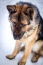German shepherd sad look down Royalty Free Stock Photo