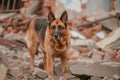 german shepherd searching for survivors in rubble