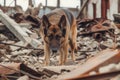 german shepherd searching for survivors in rubble