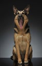 German shepherd shout in a reflexing shiny studio floor