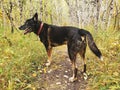 German Shepherd Siberian Husky mixed-breed dog standing on a trail in autumn at Assiniboine Forest in Winnipeg, Manitoba, Canada Royalty Free Stock Photo