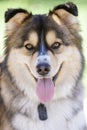 German Shepherd and Siberian Husky mixed dog head shot. Royalty Free Stock Photo