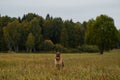 German Shepherd sits against autumn mixed golden green forest and smiles with tongue sticking out. Happy dog in field of