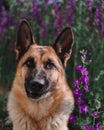 German Shepherd sits against a background of pink wildflowers