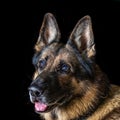 German shepherd is sitting on a black plan. Royalty Free Stock Photo