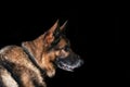 German shepherd is sitting on a black plan. Royalty Free Stock Photo