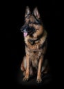 German shepherd is sitting on a black plan. Royalty Free Stock Photo