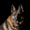 German shepherd is sitting on a black plan. Royalty Free Stock Photo