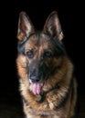 German shepherd is sitting on a black plan. Royalty Free Stock Photo