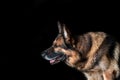 German shepherd is sitting on a black plan. Royalty Free Stock Photo