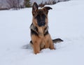 German shepherd sitting in deep white snow Royalty Free Stock Photo