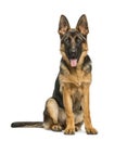 German shepherd sitting and panting, isolated Royalty Free Stock Photo